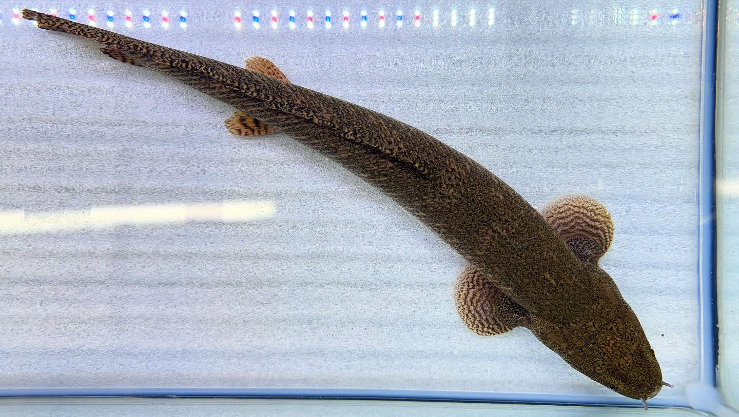 aquastyleg.base.shop/items/110...