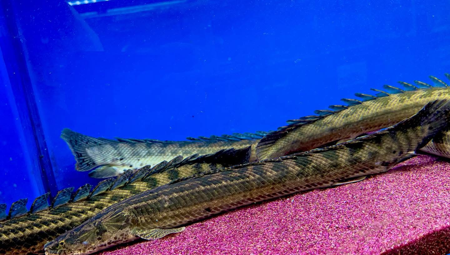 aquastyleg.base.shop/items/106...