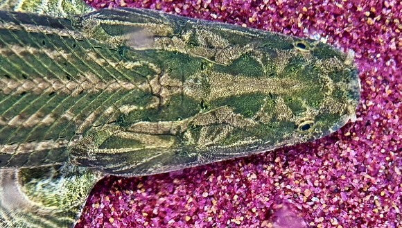 aquastyleg.base.shop/items/106...