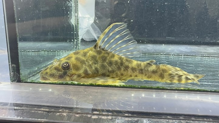 SUMMER SALE オトシンプレコ 11cm±