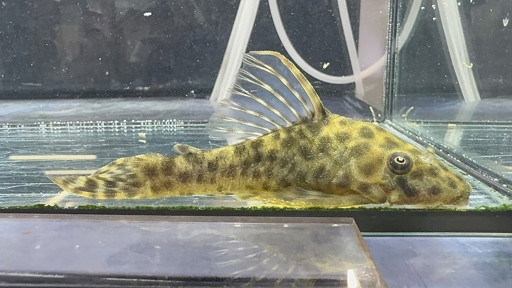 aquastyleg.base.shop/items/112...