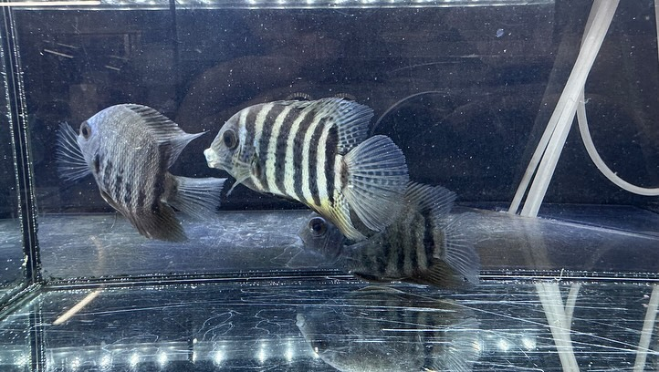 aquastyleg.base.shop/items/114...