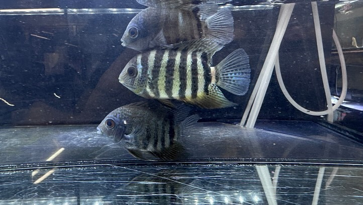 aquastyleg.base.shop/items/114...