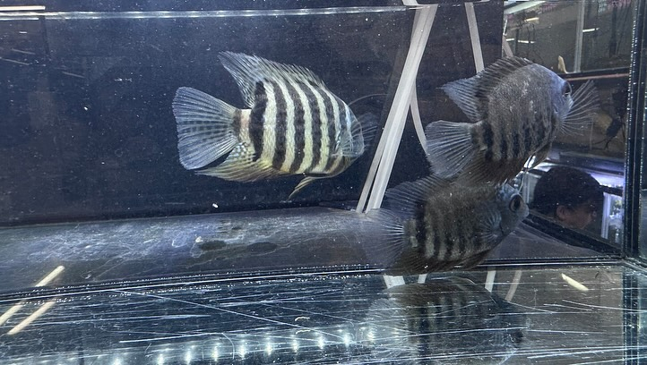 aquastyleg.base.shop/items/114...