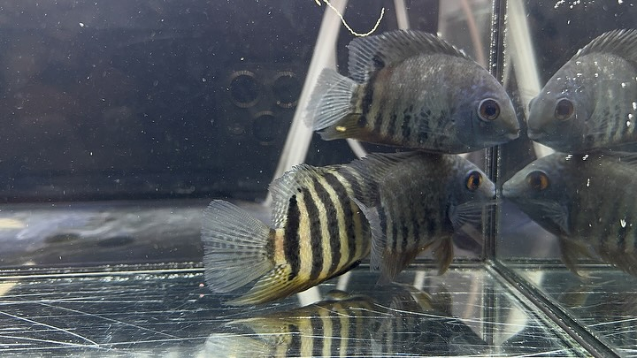 aquastyleg.base.shop/items/114...