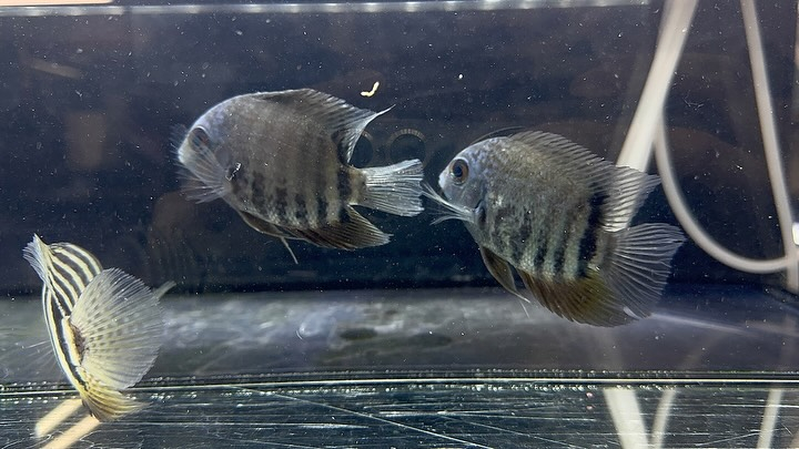 aquastyleg.base.shop/items/114...