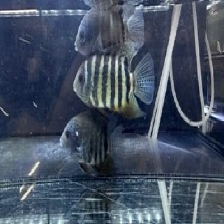 aquastyleg.base.shop/items/114...