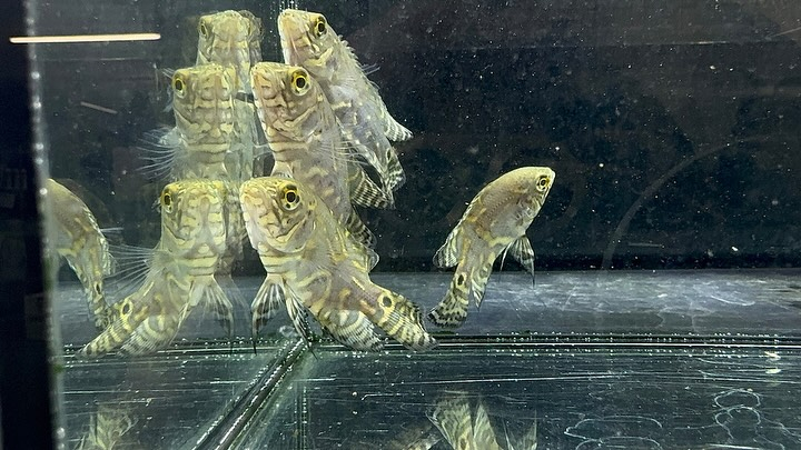 aquastyleg.base.shop/items/114...