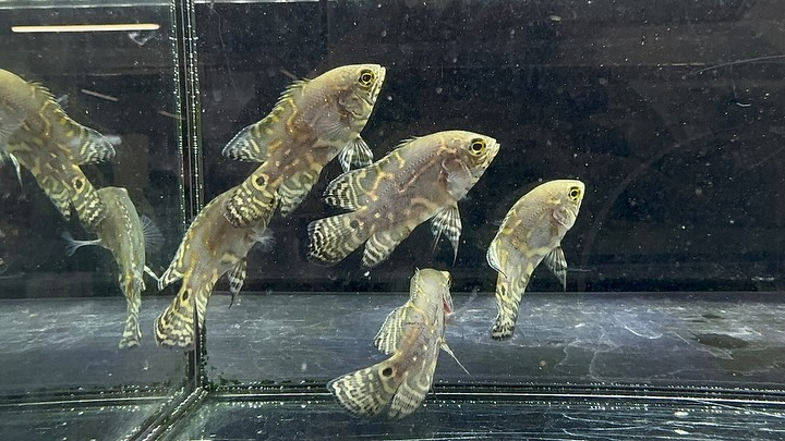 aquastyleg.base.shop/items/114...