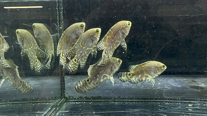 aquastyleg.base.shop/items/114...