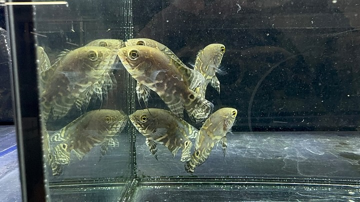 aquastyleg.base.shop/items/114...