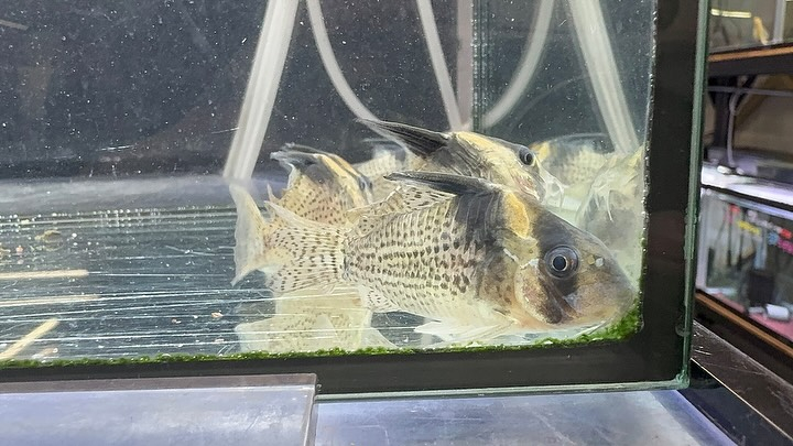 aquastyleg.base.shop/items/114...