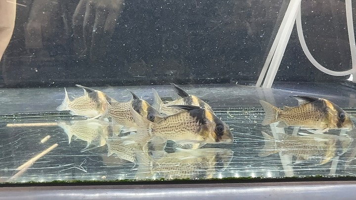 aquastyleg.base.shop/items/114...