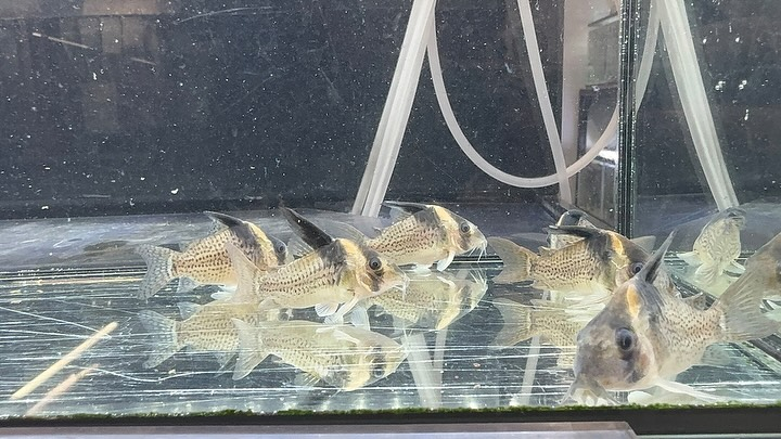 aquastyleg.base.shop/items/114...