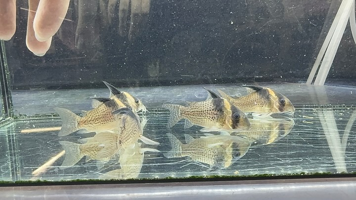 aquastyleg.base.shop/items/114...