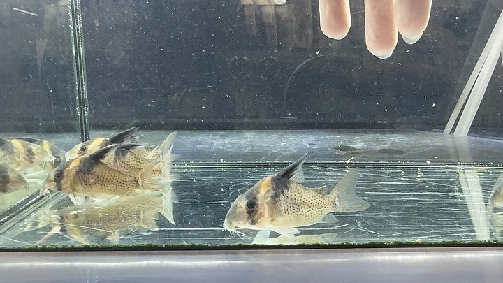 aquastyleg.base.shop/items/114...