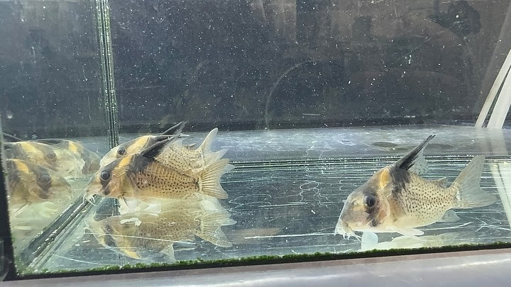 aquastyleg.base.shop/items/114...