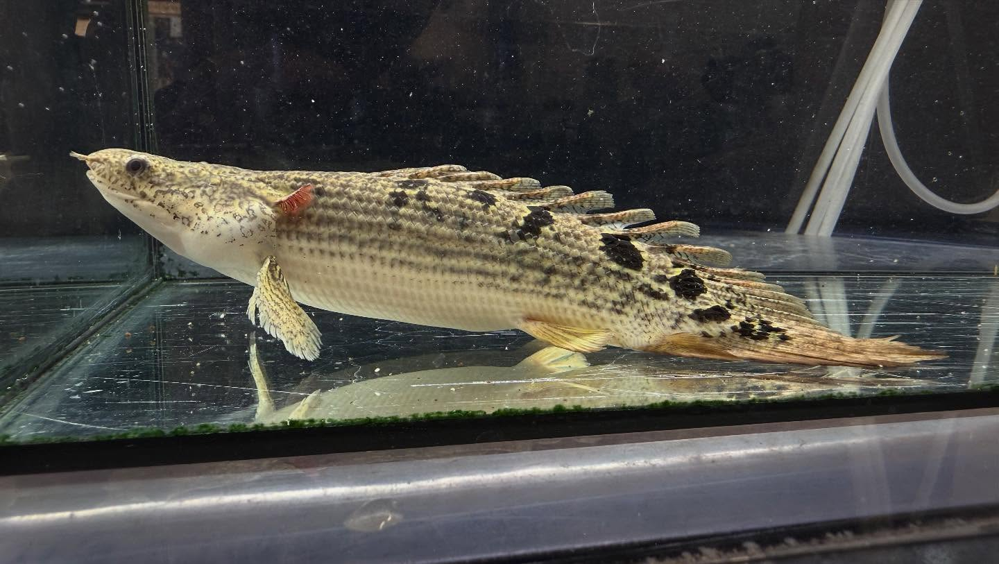 aquastyleg.base.shop/items/114...