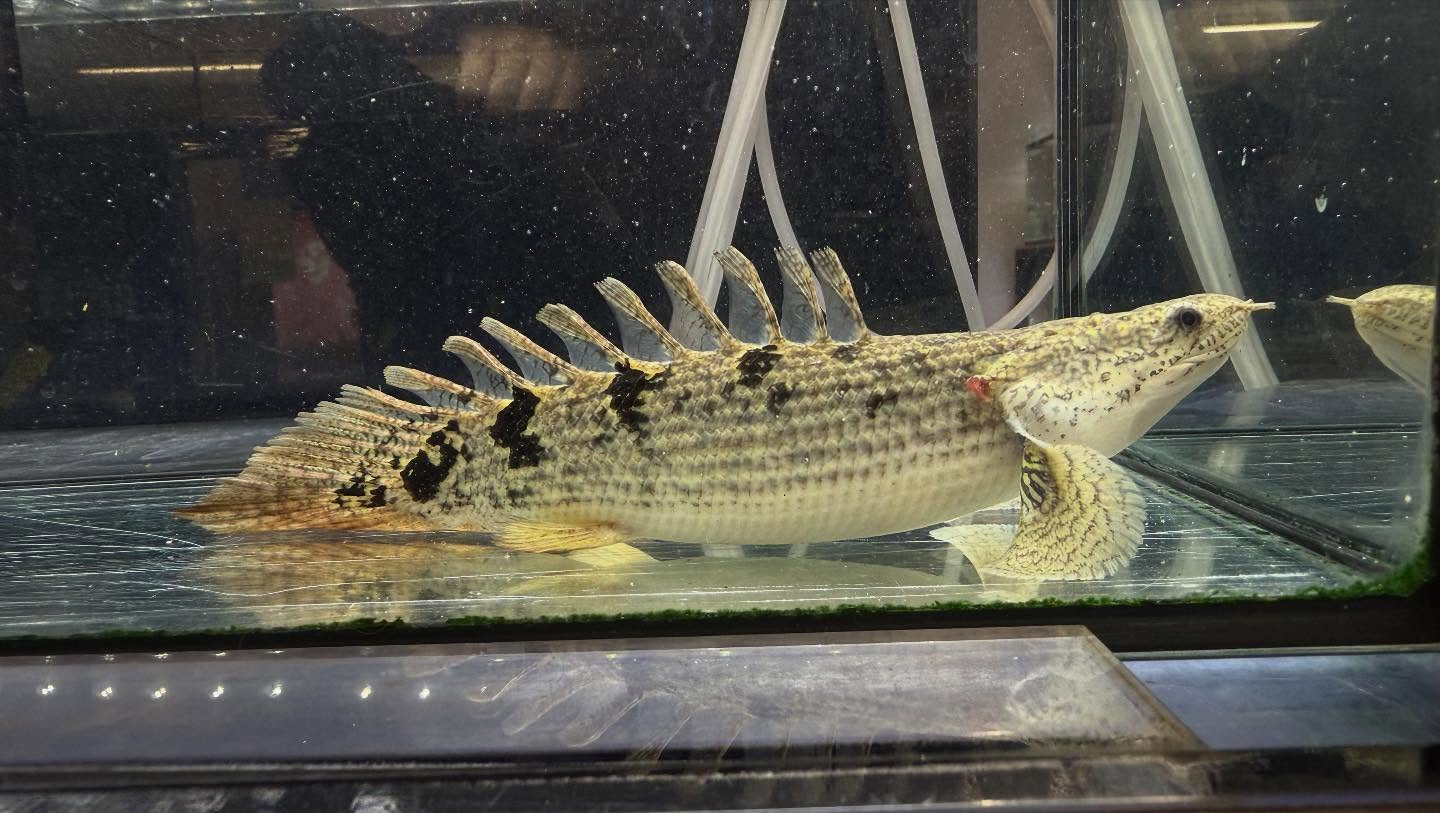 aquastyleg.base.shop/items/114...