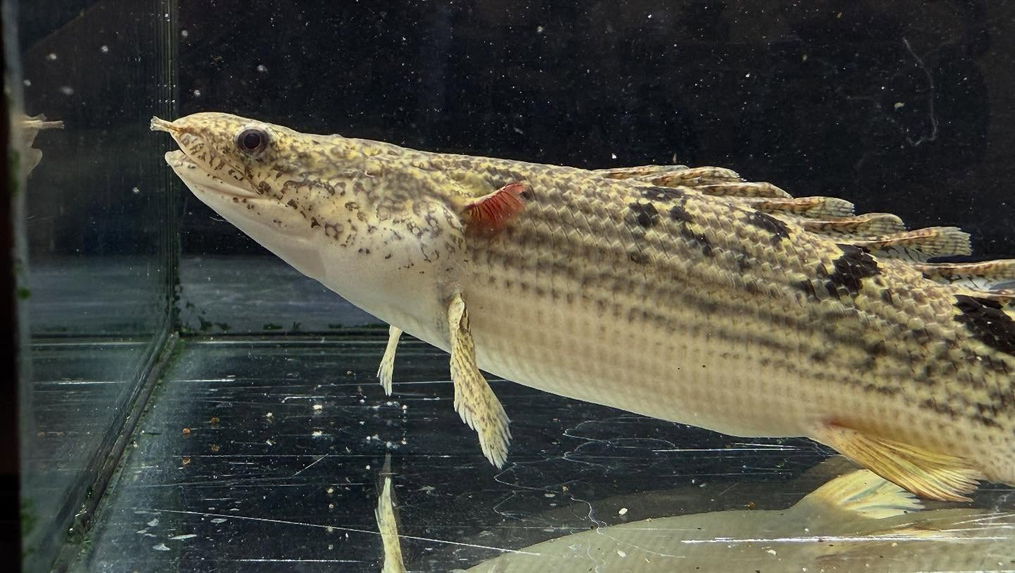 aquastyleg.base.shop/items/114...