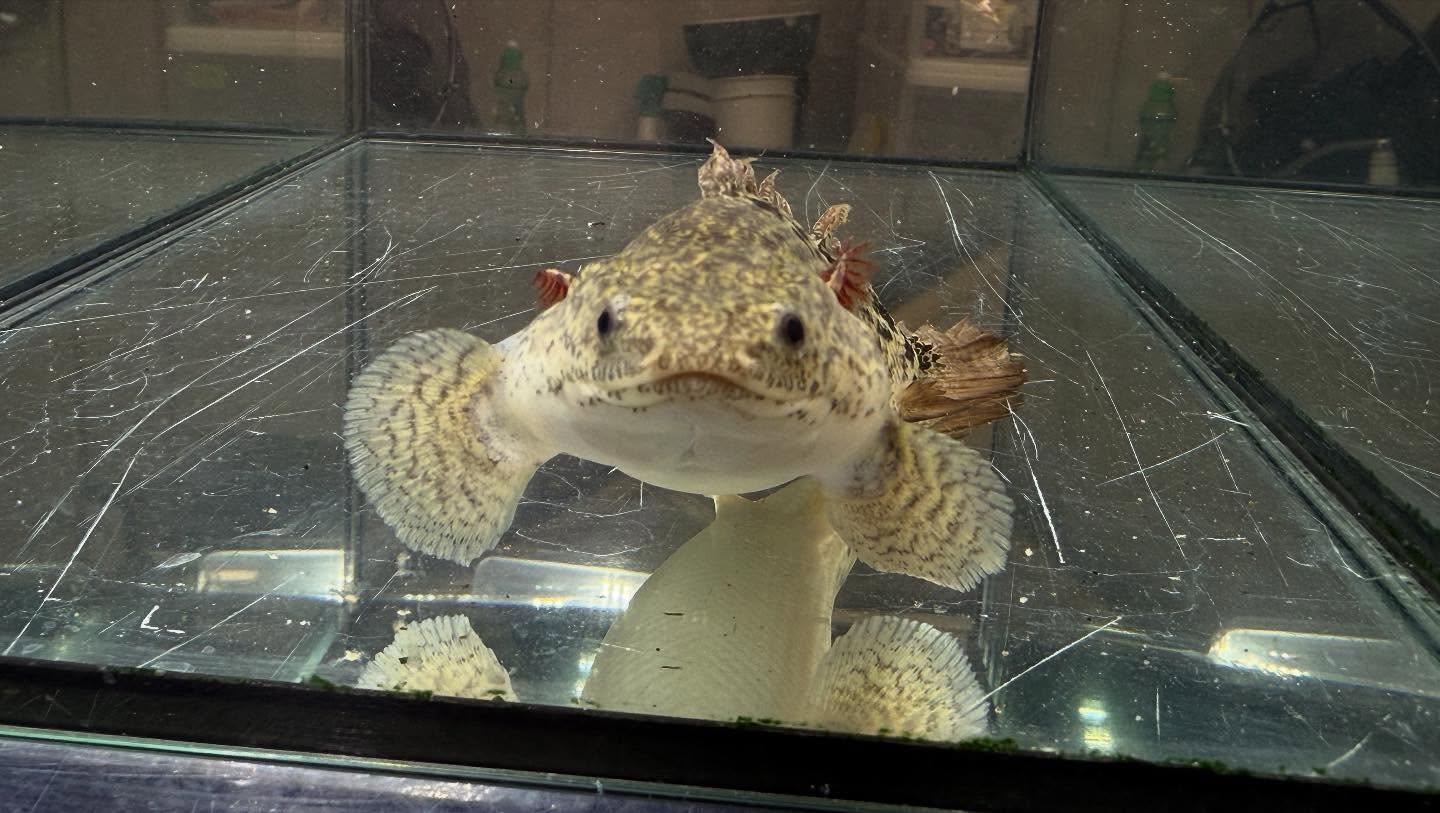 aquastyleg.base.shop/items/114...