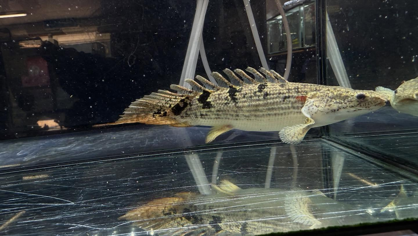 aquastyleg.base.shop/items/114...