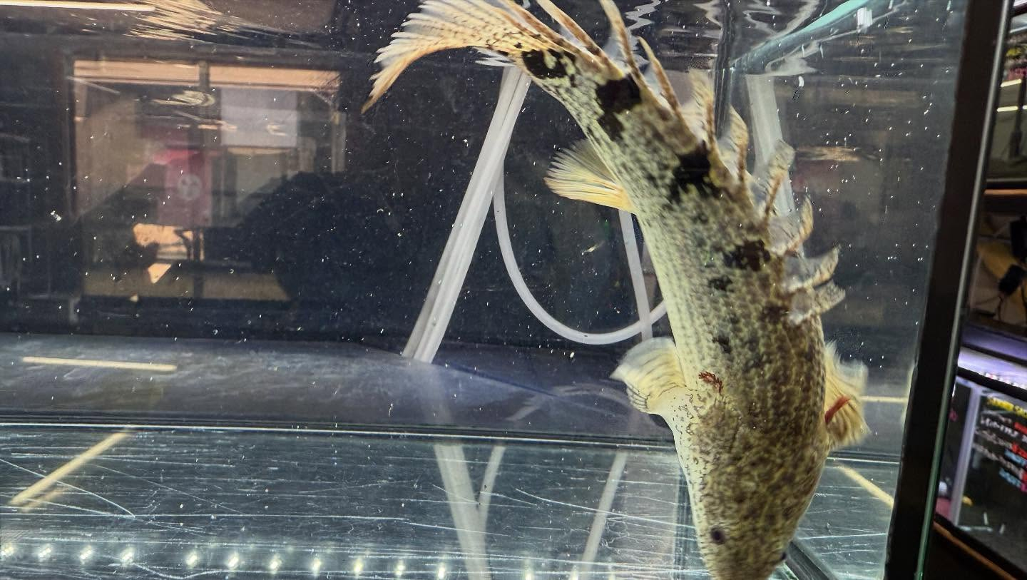 aquastyleg.base.shop/items/114...