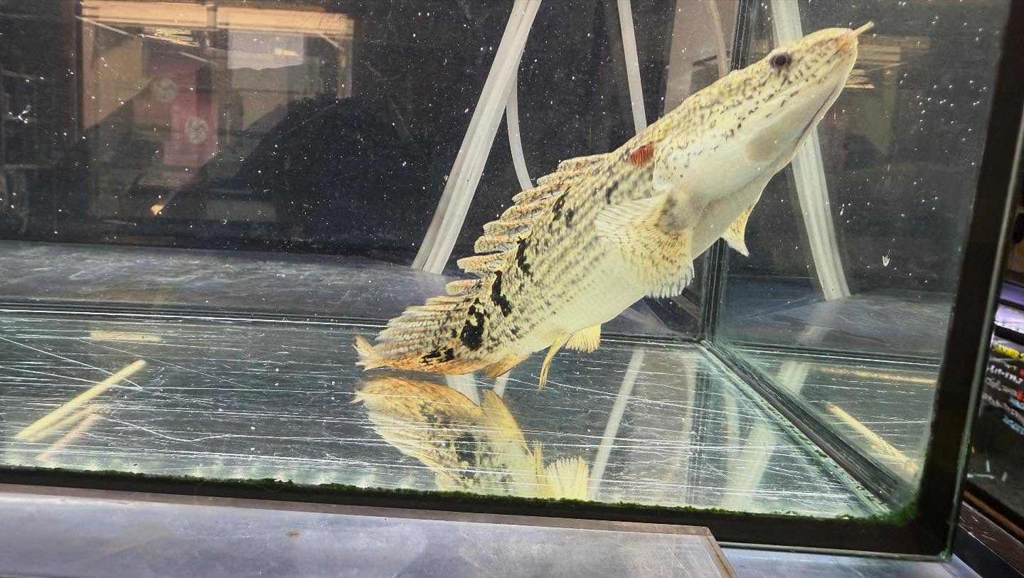 aquastyleg.base.shop/items/114...