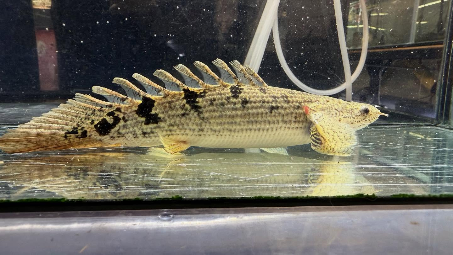 aquastyleg.base.shop/items/114...