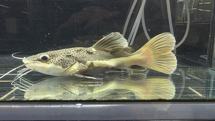 aquastyleg.base.shop/items/114...