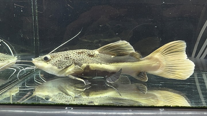 aquastyleg.base.shop/items/114...