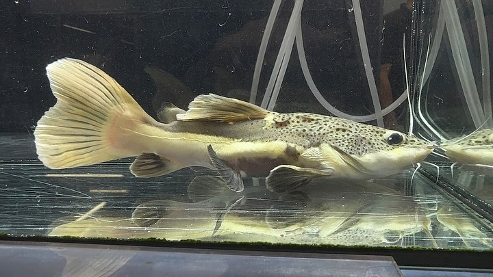 aquastyleg.base.shop/items/114...