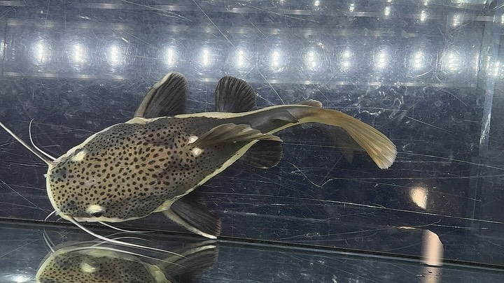 aquastyleg.base.shop/items/114...