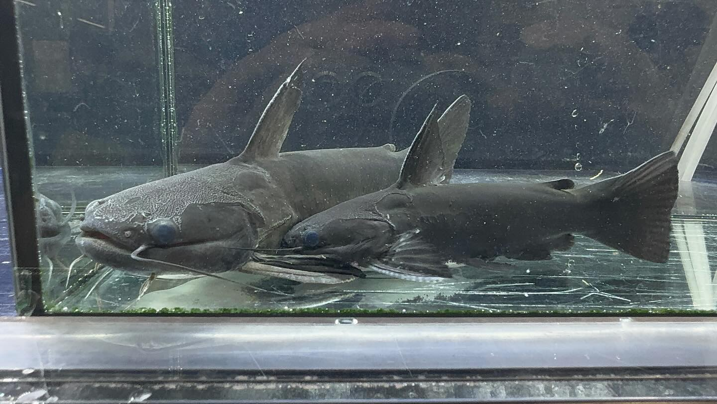 aquastyleg.base.shop/items/114...