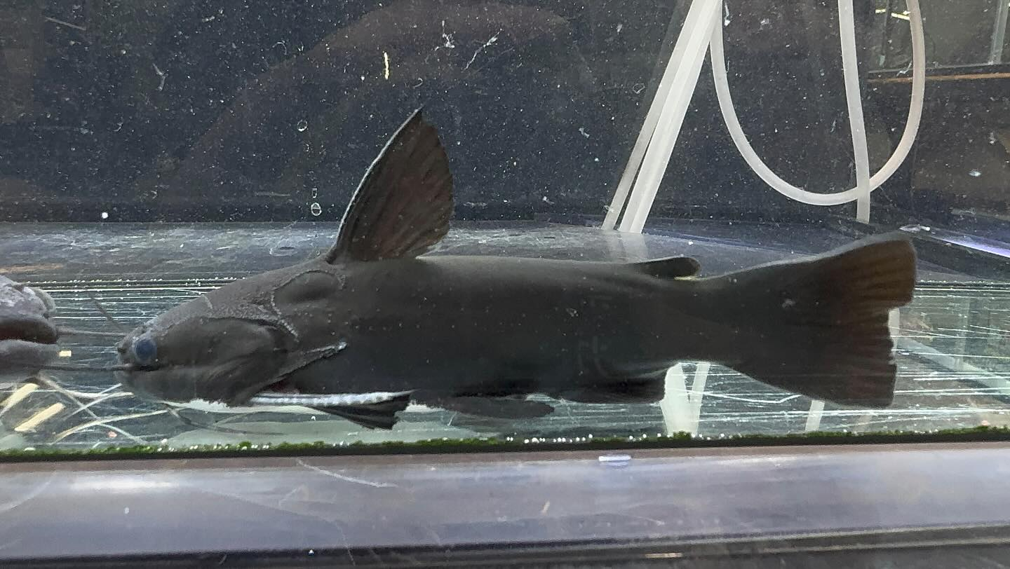 aquastyleg.base.shop/items/114...