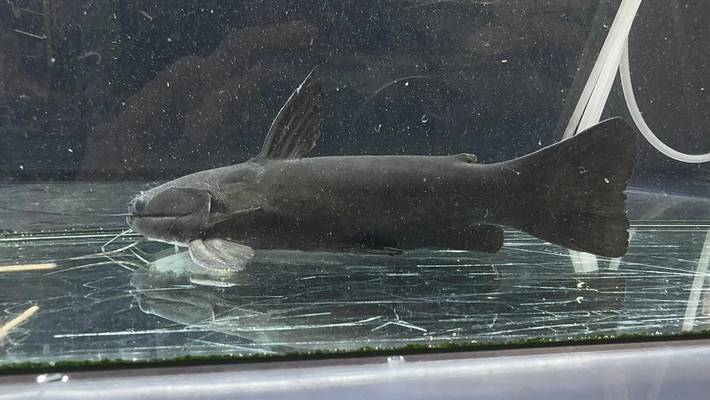 aquastyleg.base.shop/items/114...