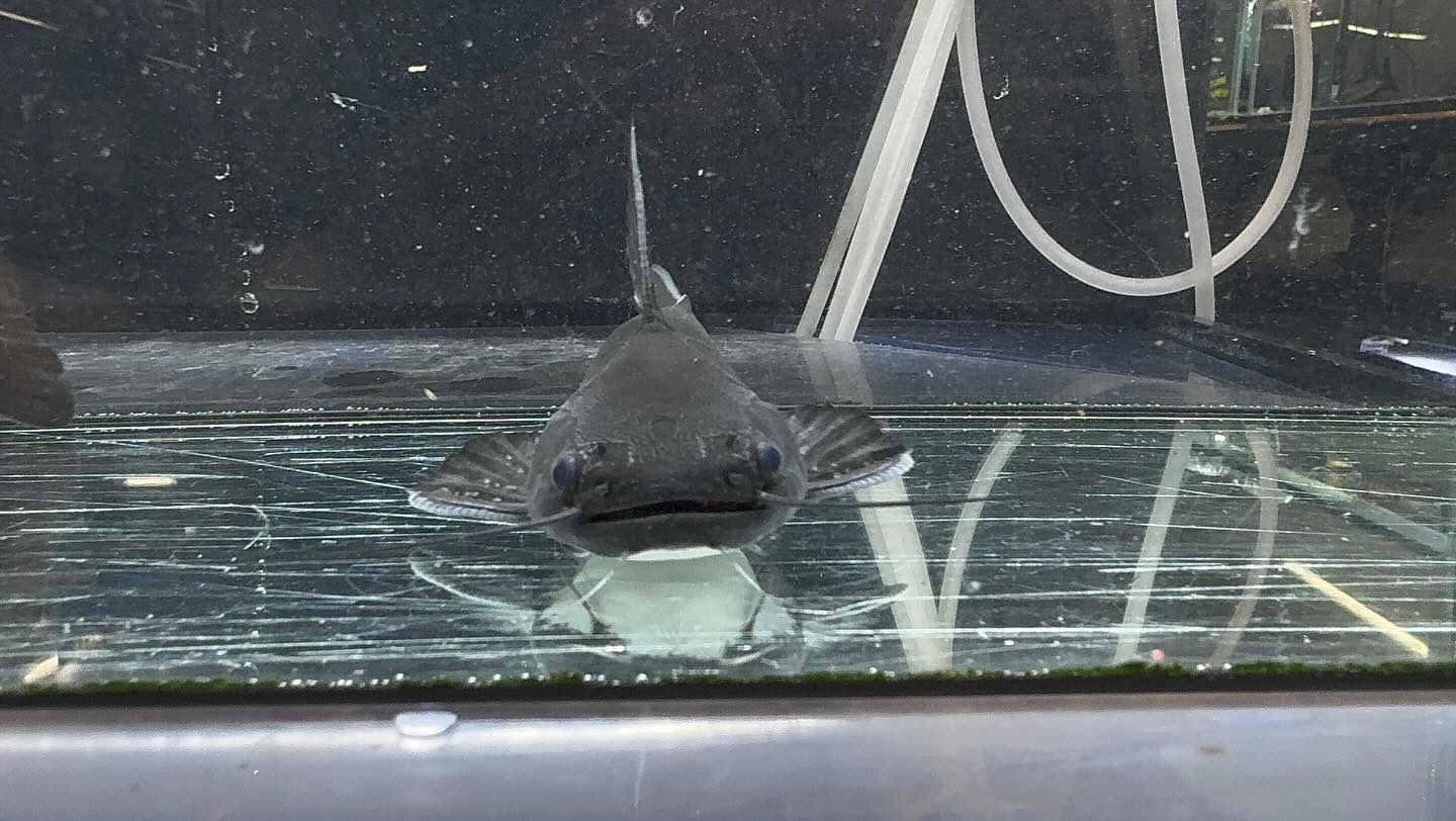 aquastyleg.base.shop/items/114...