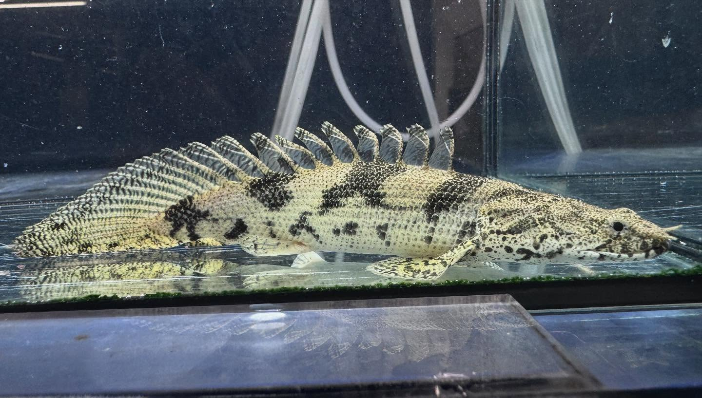 aquastyleg.base.shop/items/114...