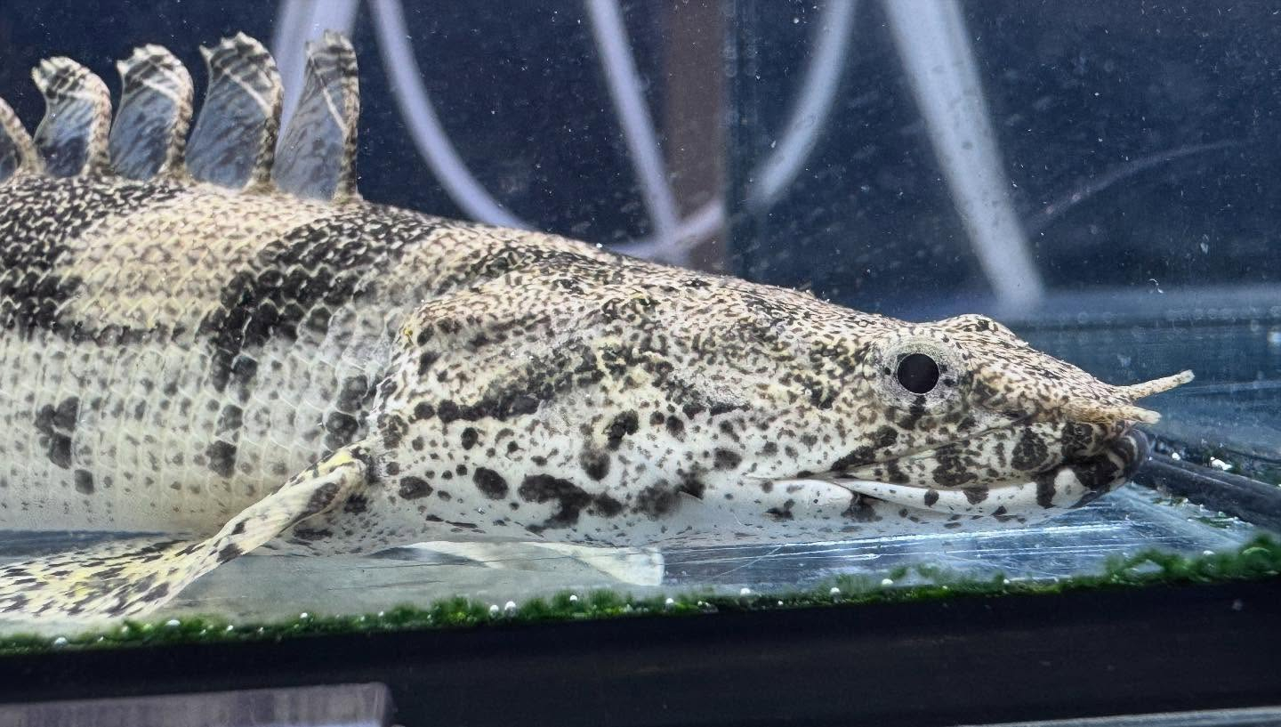 aquastyleg.base.shop/items/114...