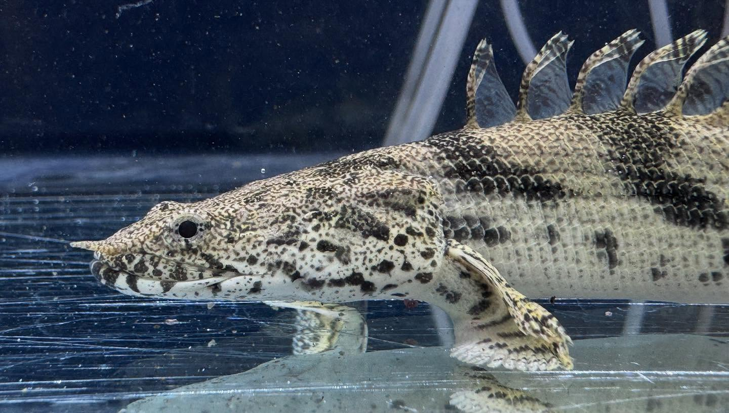 aquastyleg.base.shop/items/114...