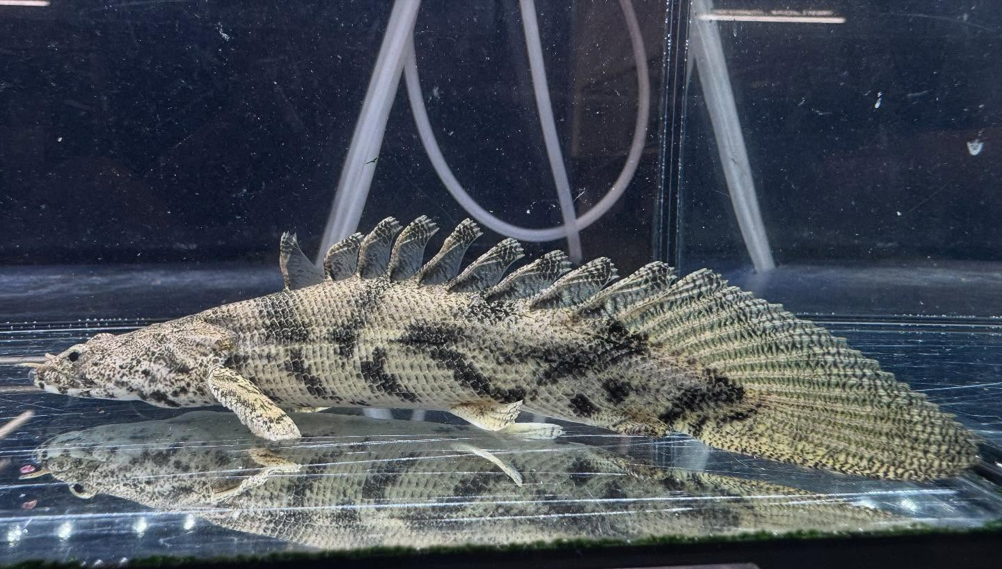 aquastyleg.base.shop/items/114...