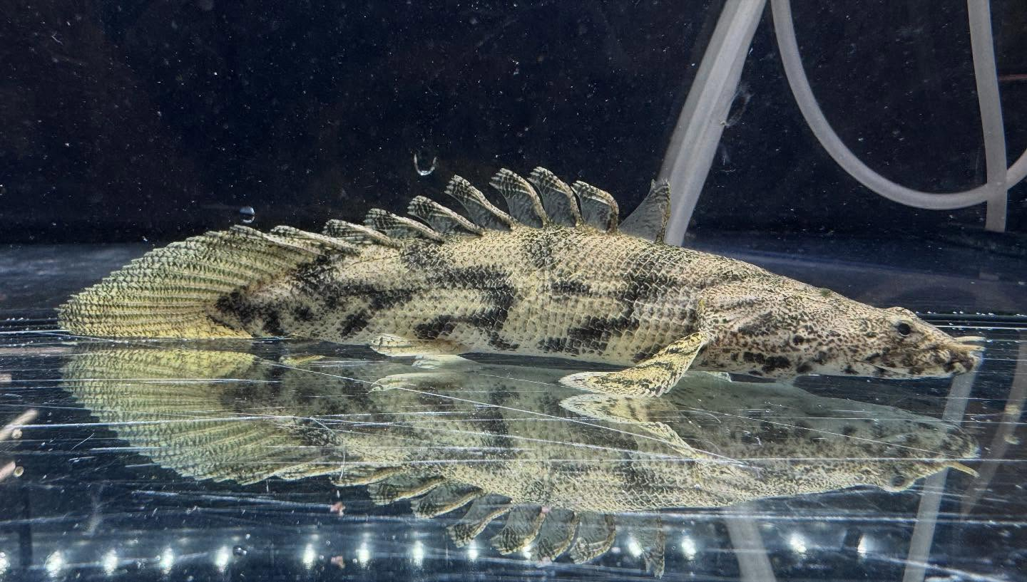 aquastyleg.base.shop/items/114...