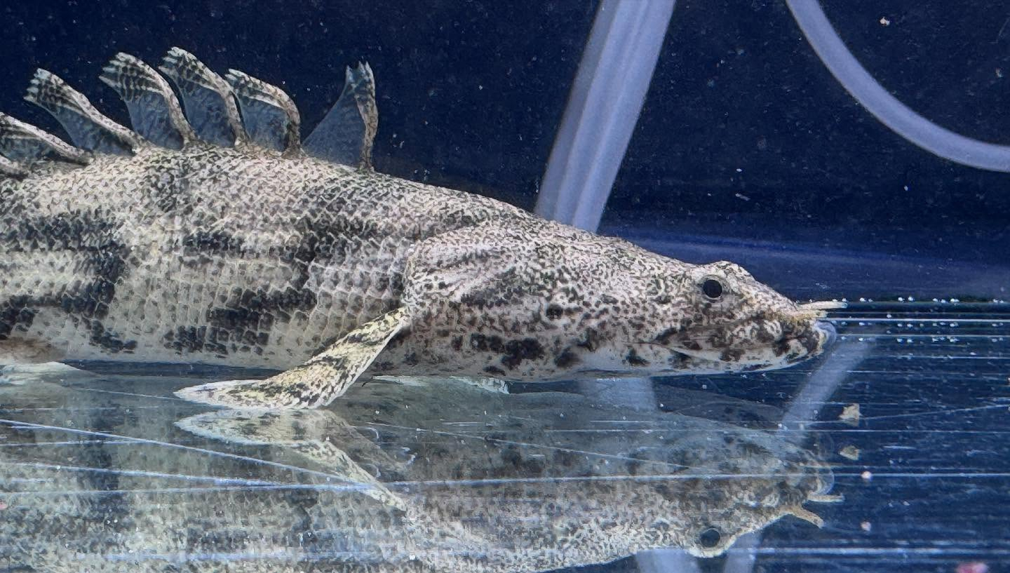 aquastyleg.base.shop/items/114...