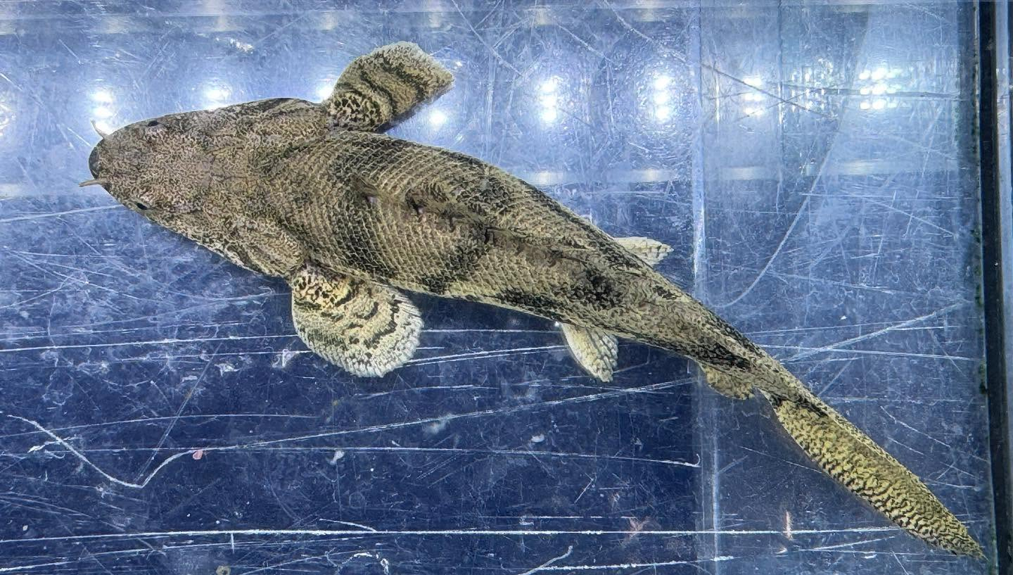 aquastyleg.base.shop/items/114...