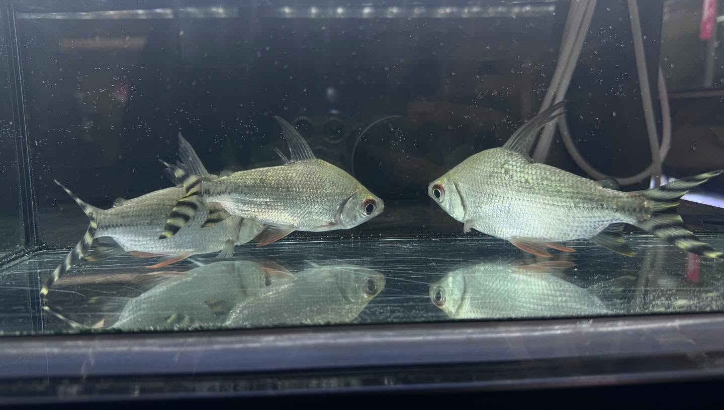 aquastyleg.base.shop/items/114...