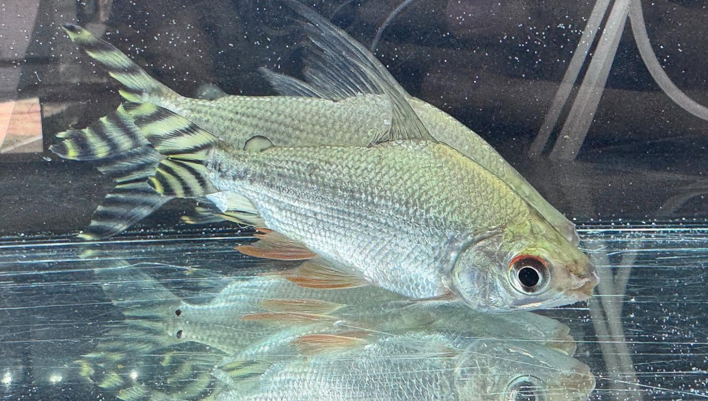 aquastyleg.base.shop/items/114...