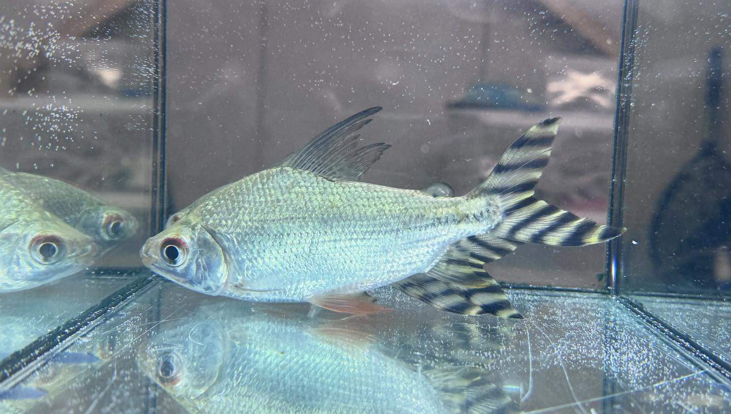 aquastyleg.base.shop/items/114...