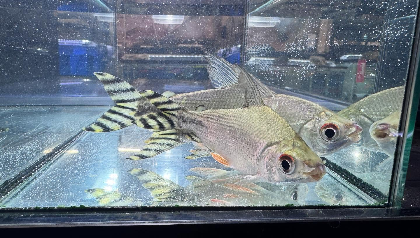 aquastyleg.base.shop/items/114...