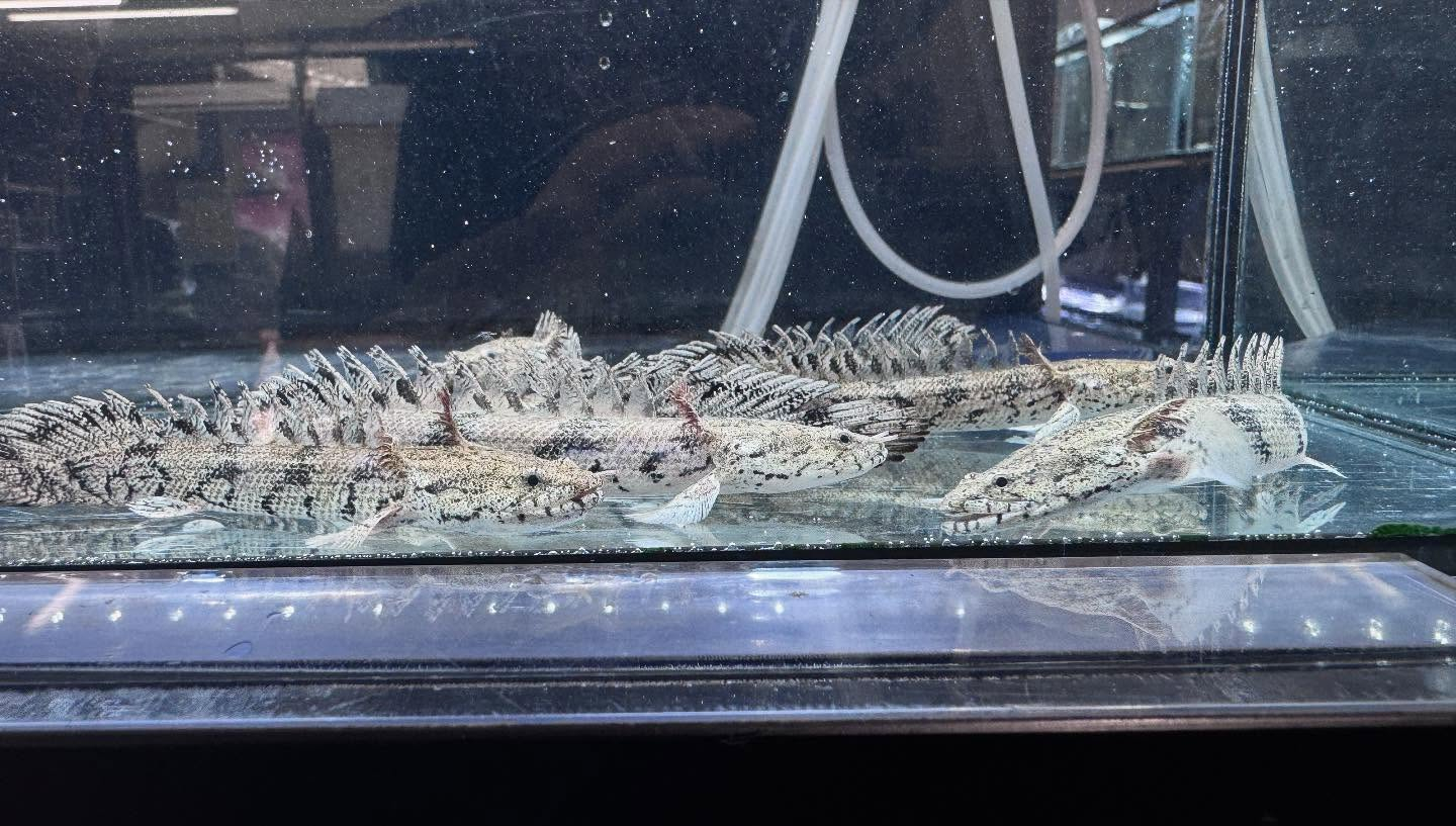 aquastyleg.base.shop/items/114...