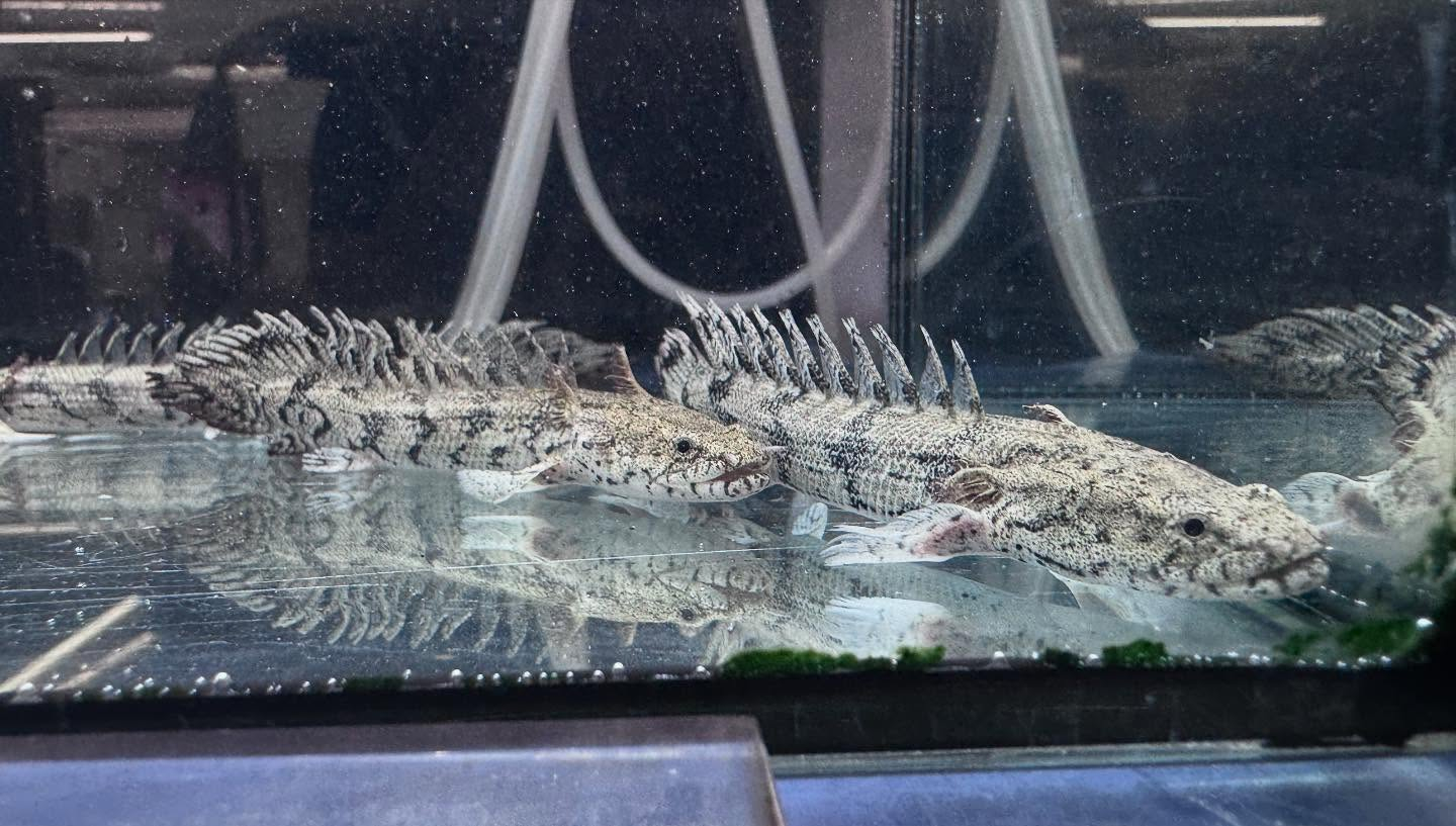 aquastyleg.base.shop/items/114...